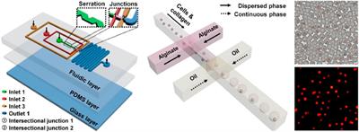 Massive and efficient encapsulation of single cells in monodisperse droplets and collagen–alginate microgels using a microfluidic device